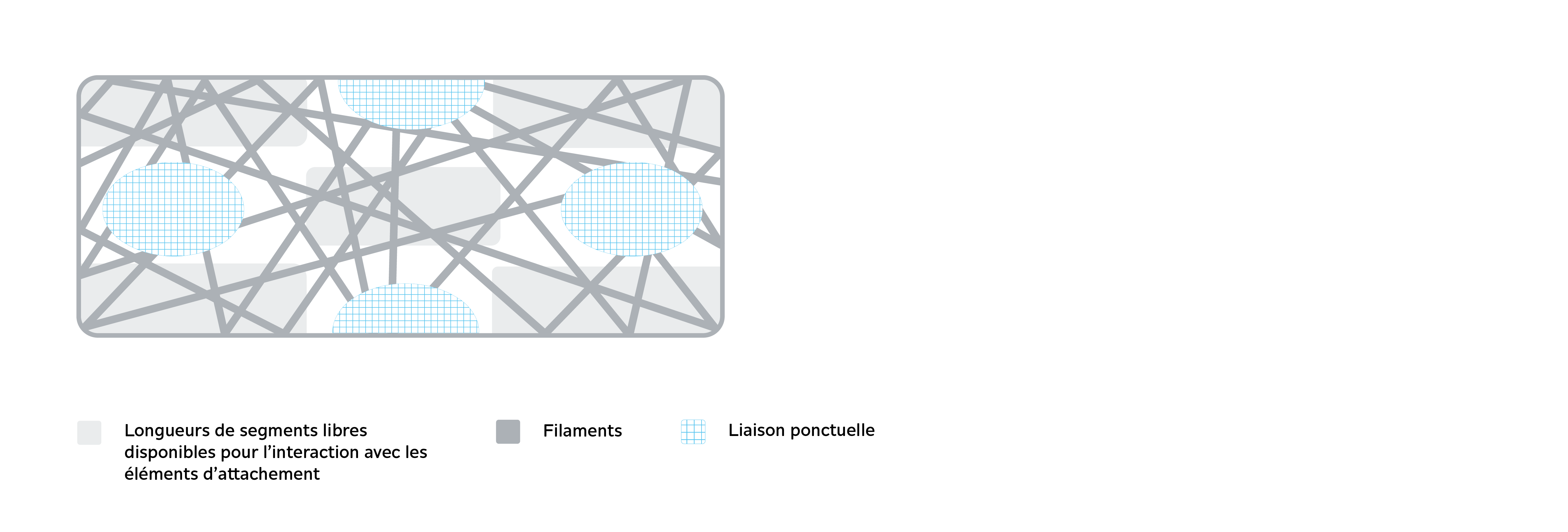Schéma d'un non-tissé filé-peigné et calandré, illustrant les longueurs de segments libres pouvant entrer en interaction, ainsi que les filaments et les structures de liaison ponctuelle.